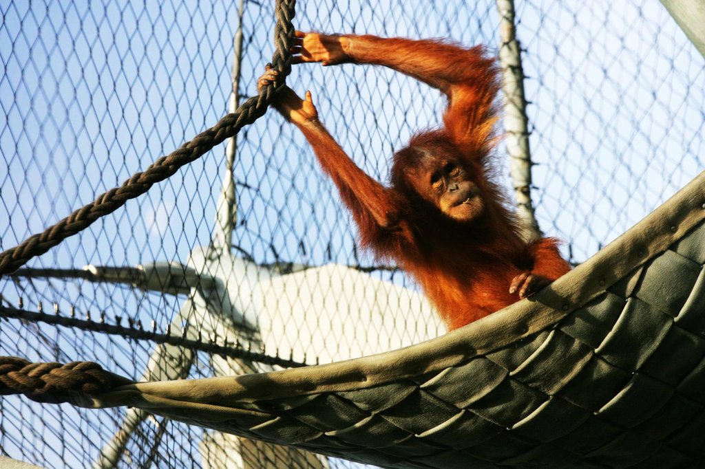 動(dòng)物園圍欄煥新顏：不銹鐵絲繩網(wǎng)打造“隱形”屏障